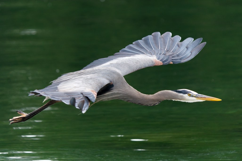 Heron 5 0518